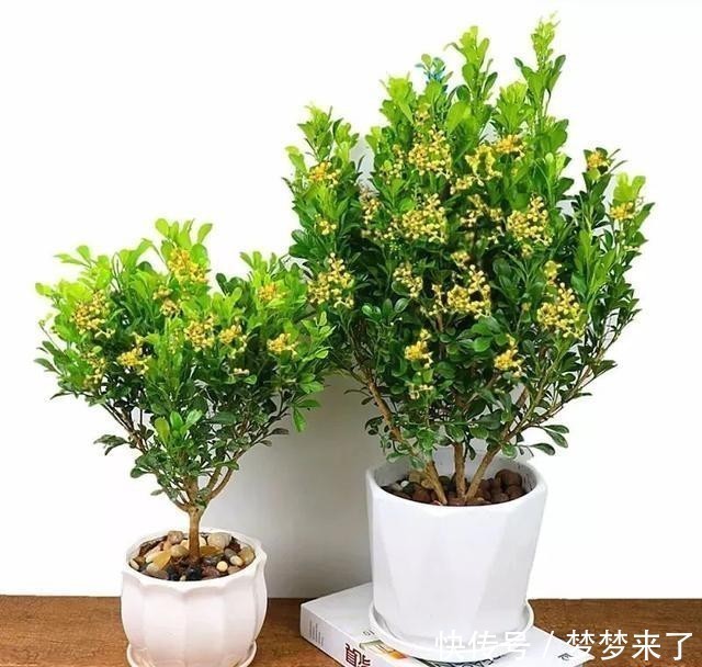 冬天家里气味难闻?就养这4种香味花,花香怡人,好看又好闻!