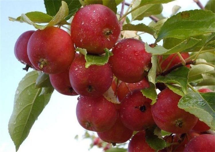 延缓衰老|对身体极好的3种食物,美容养生、延缓衰老,早吃早健康!