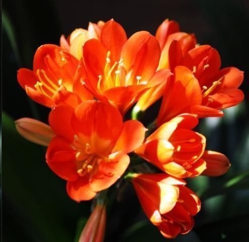 往君子兰花盆里丢一点这个,叶子又绿又亮,一年开花两次