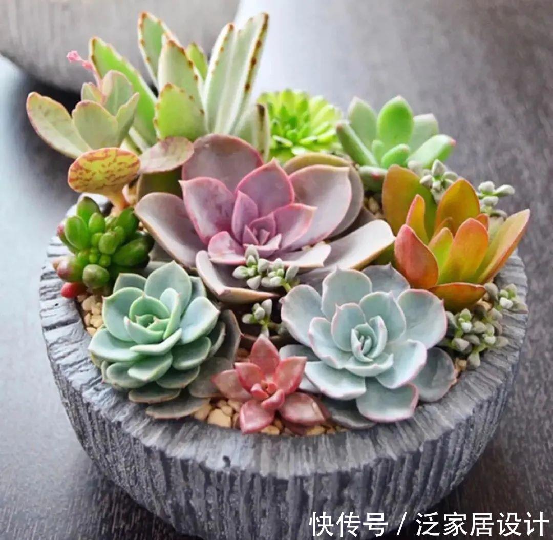 花眼|多肉吊兰样式多到你挑花眼,颜色状态是各不相同,看看你认识几个