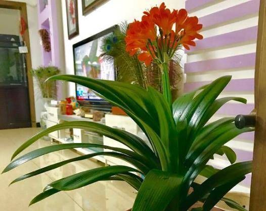 种料|爷爷养花从不用“淘米水”,盆里倒“2种料”,6天1次,窜窜长