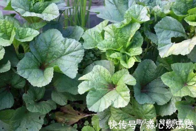 营养均衡|农村常见的3种野菜,每天一盘,调胃健脾抗疲劳,更能提高免疫力