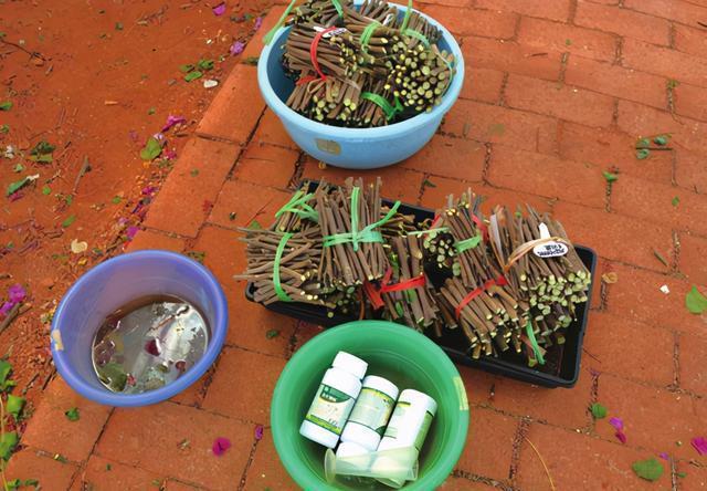 三角梅|盆景三角梅扦插育苗新技术