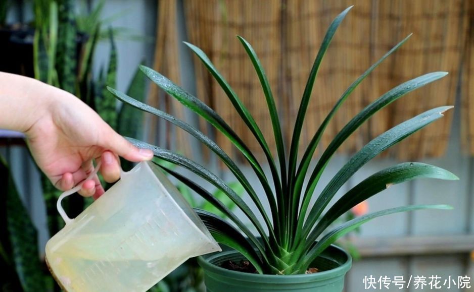 黄叶|夏天养花，一定别乱浇水，不然容易烂根黄叶