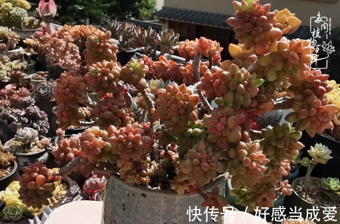 治愈之“肉”:愿所有的养肉人都被这些“胖子们”治愈