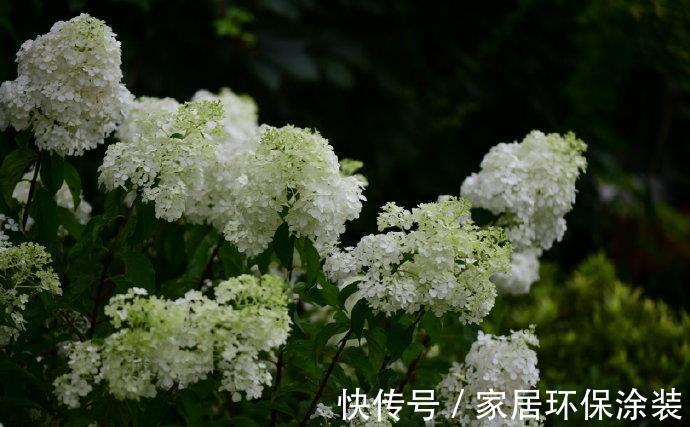 施肥|养花试试这几款，花色淡雅，仙气十足，美美哒