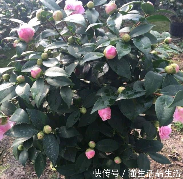 雨雪天气来袭，4种花最耐冻，养在院子里“花多、叶子好”！