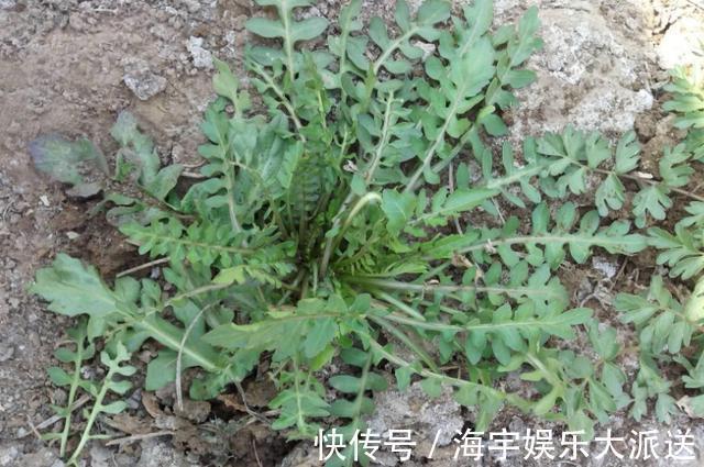 失眠|马齿苋可预防心血管,艾草可以治疗失眠,荠菜可以消除肿胀