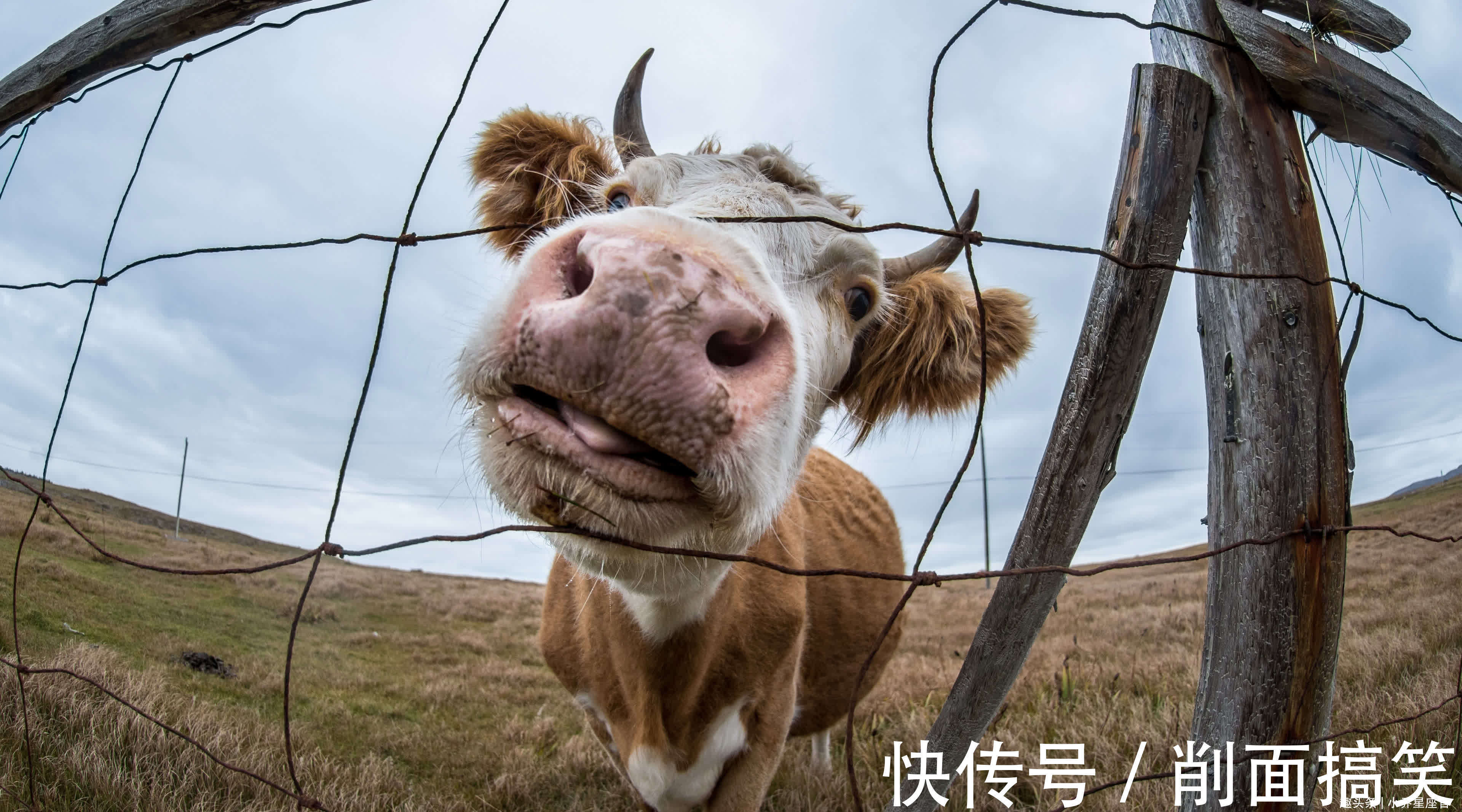 大金鼠|大金鼠：和哪个生肖最般配？婚姻幸福，振兴家族，生活越来越富裕