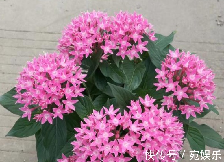 五角星花|现在就养“3种花”,越热开花越多,养护简单漂亮,大家都抢着买