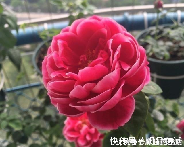 植株|这花开得太漂亮了，简直就是神仙颜值，难怪大家称它为“妖花”！