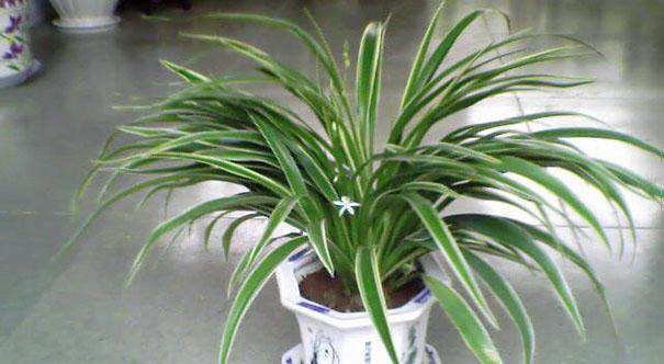 春天吊兰需要这么养护,根比萝卜还粗,叶片油得发亮