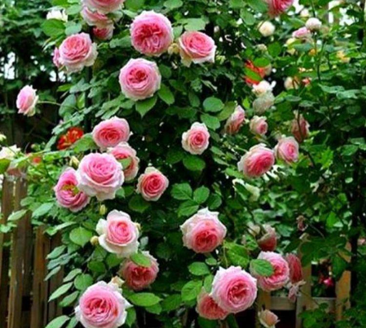 家有院子,一定要养4种花,花大色艳很漂亮,谁养谁爱