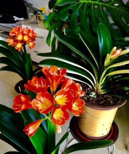 冬天家里养了5种花，多开窗通风晒太阳，顺利长花苞开爆花