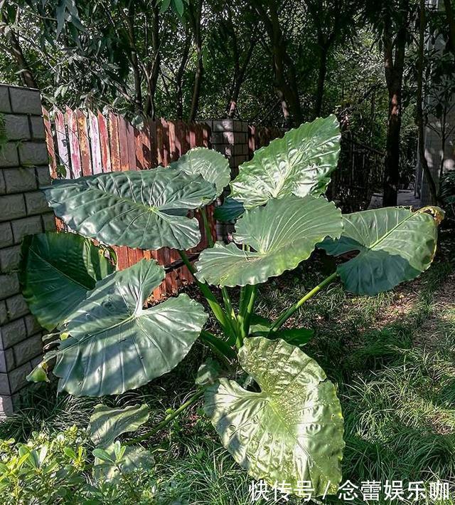 水仙花|8种常见“有毒花”，小心误买回家，家里有小孩要谨慎，安全第一