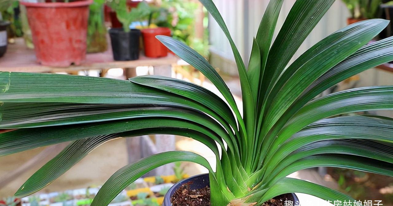 入冬后的君子兰,按照这些要求去做,帮你解决掉不开花的烦恼