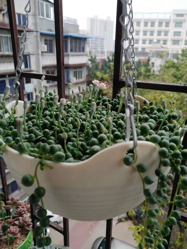 养肉三年，分享养肉经验，谈谈适合逆开挂区的多肉！