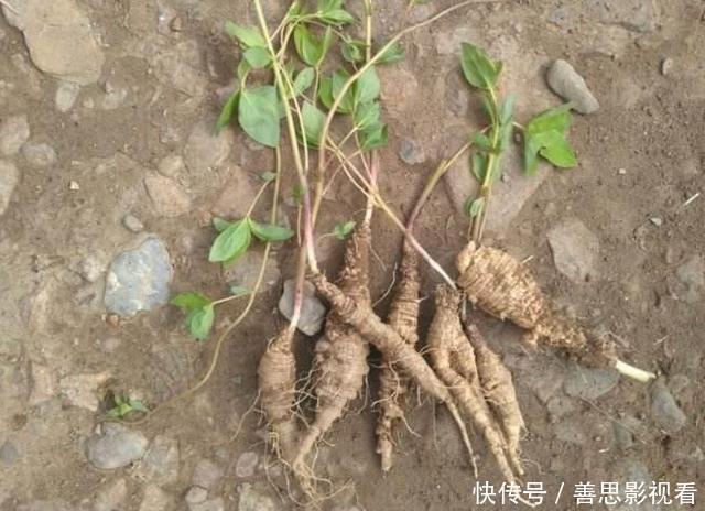 四叶参|大山里的“野萝卜”,看到是福气,很珍贵,不要一次挖完,需保护