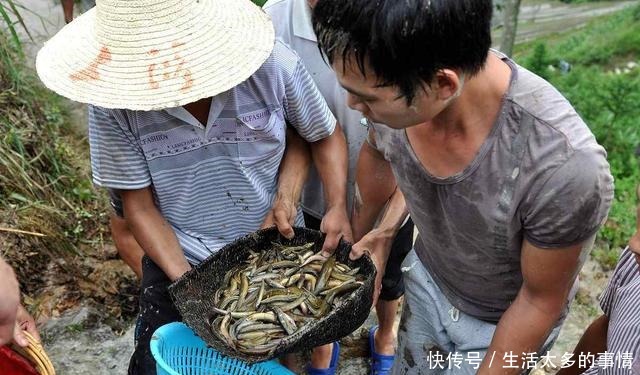 湖南这种鱼能穿越陆地，有“天下第一河鲜”之誉，广东人最爱吃