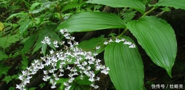 常吃|农村常吃的野生植物,只有几片叶子,有钱人都爱的不行!