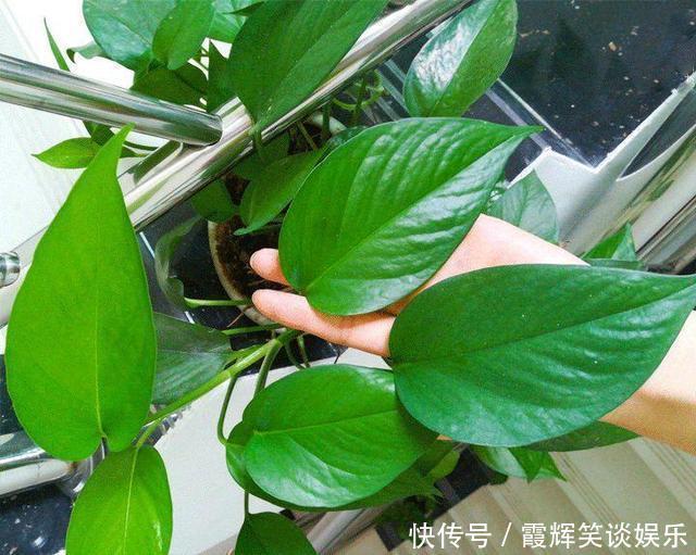 给绿萝“只浇水”永远也养不好!用上3种肥料,叶子油绿、向外冒
