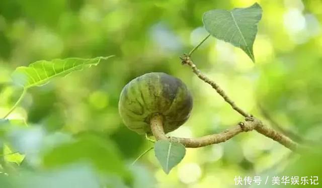 世界上最霸道的树,烧不得砍不得,甚至连碰一下都不行