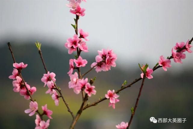 大英卓筒井的桃花开了，朵朵惊艳！快去沾沾桃花运