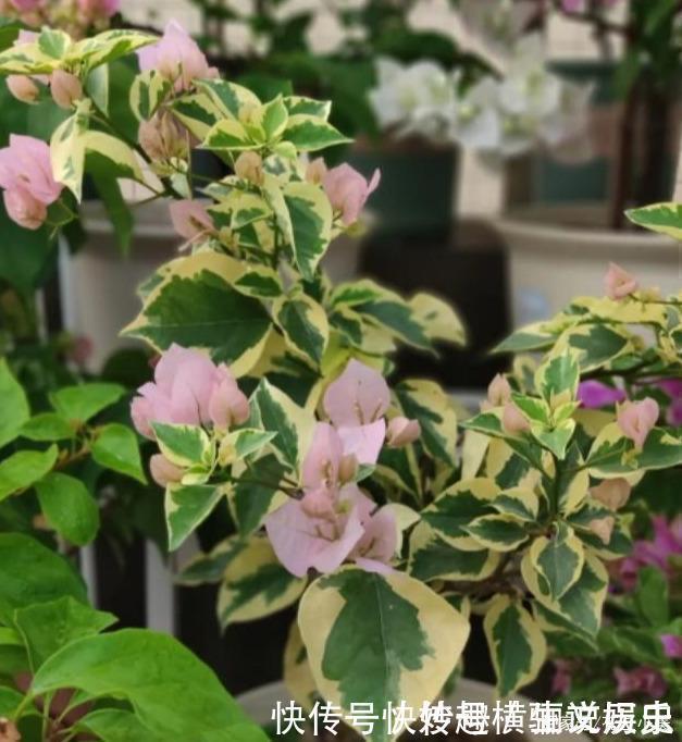 45种三角梅品种,红、橙、黄、绿、白、紫,每一种都很好看!