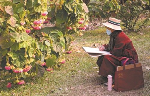 老年|非洲芙蓉怒放迎人