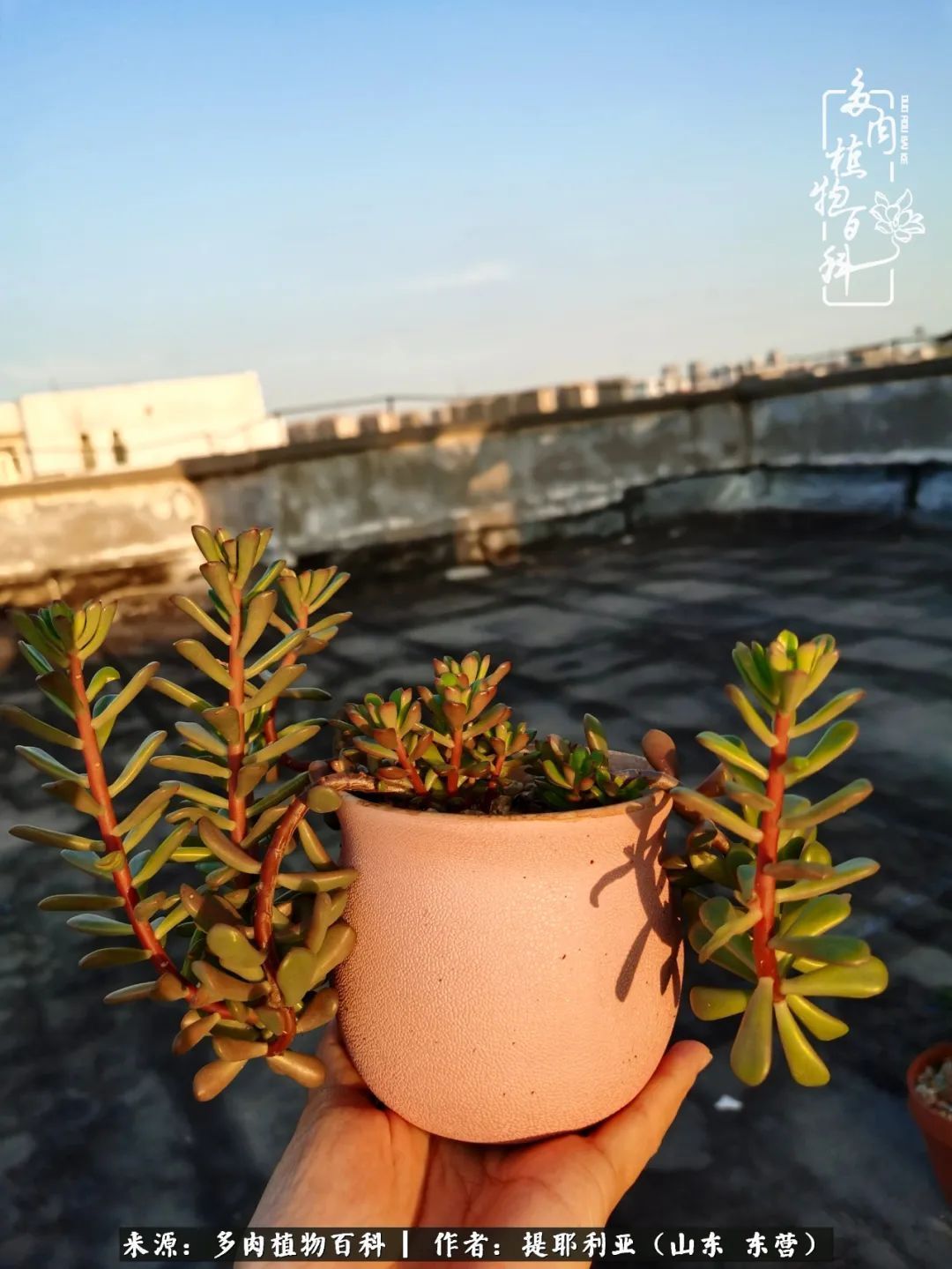 多肉植物|人如多肉，经阳光雨露历练后，亦会越挫越勇！