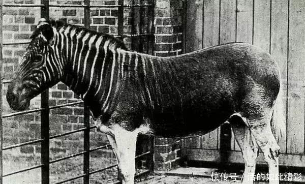 世界|世界历史上的一组老照片，珍贵到不相信自己的眼睛！