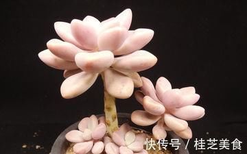 养多肉艾伦，掌握2个笨办法，长得粉粉嫩嫩，人人见了都夸美
