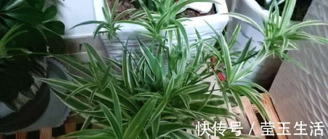 养花,什么情况下“不能施肥”看养花达人怎么说