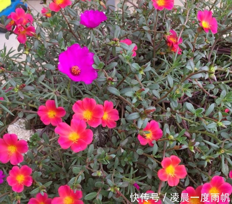 植物|总觉得家里植物开花太少，可以试试这些花，开花量非常大