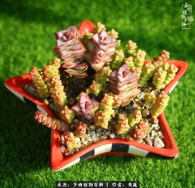 养了三年多肉,终于明白佛系养肉才是王道!