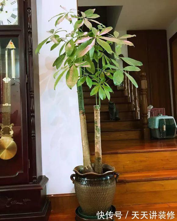 发财树|公认“不好养”的3种花，没有一定的养花经验，别贸然入手