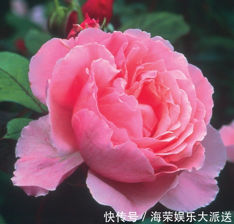 “珍稀玫瑰”幻彩,淡淡的茶香味,花色艳丽,可以说是养花必备