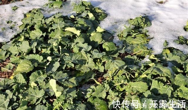 大雪节气到，“2红2绿”食材别忘吃，营养充足，助全家顺利过冬