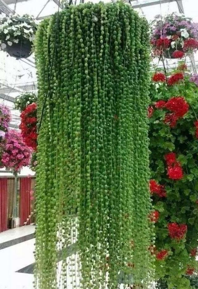 6种多肉会“变形”，花盆吊起来养，叶子2米长，能当“门帘”！