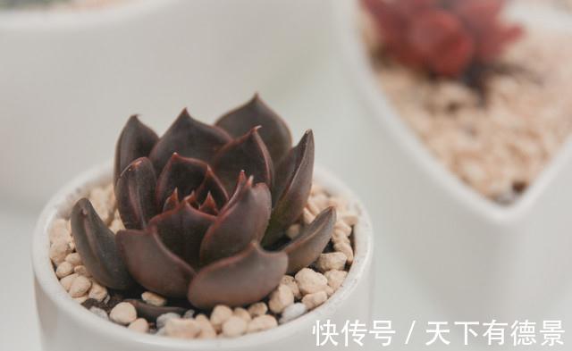 适应能力|暗黑系多肉黑王子,外形硬朗帅气,常被误认为出自东云系