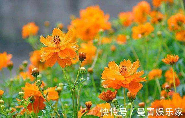 菊花海|喜欢菊花,不如养盆“菊中稀品”硫华菊,花开野性美,爆成菊花海