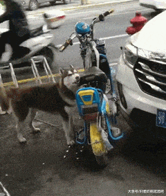 |搞笑段子王:狗狗饿了,看看这车座是不是真皮的