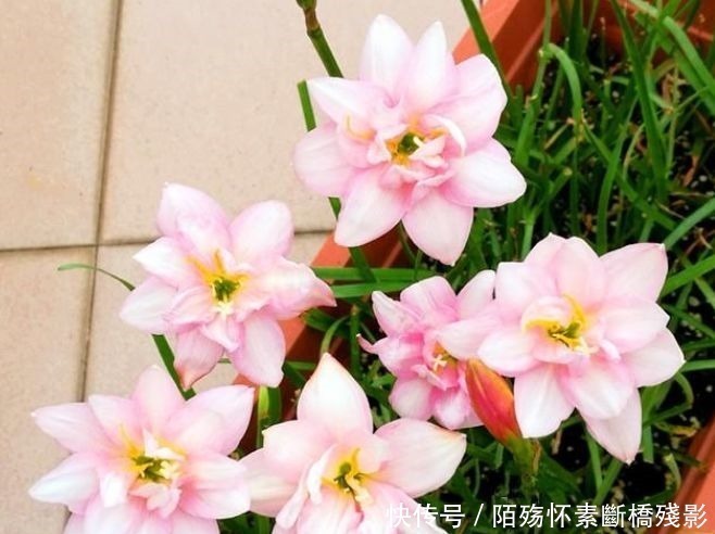 风雨兰风雨兰|4种花养家里,福旺运旺财更旺,寓意超好的,颜值超高的