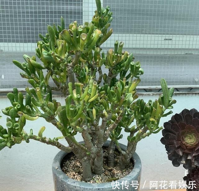 这花叫马蹄掌,也叫吸财树,寓意“招财进宝”,比多肉还好养