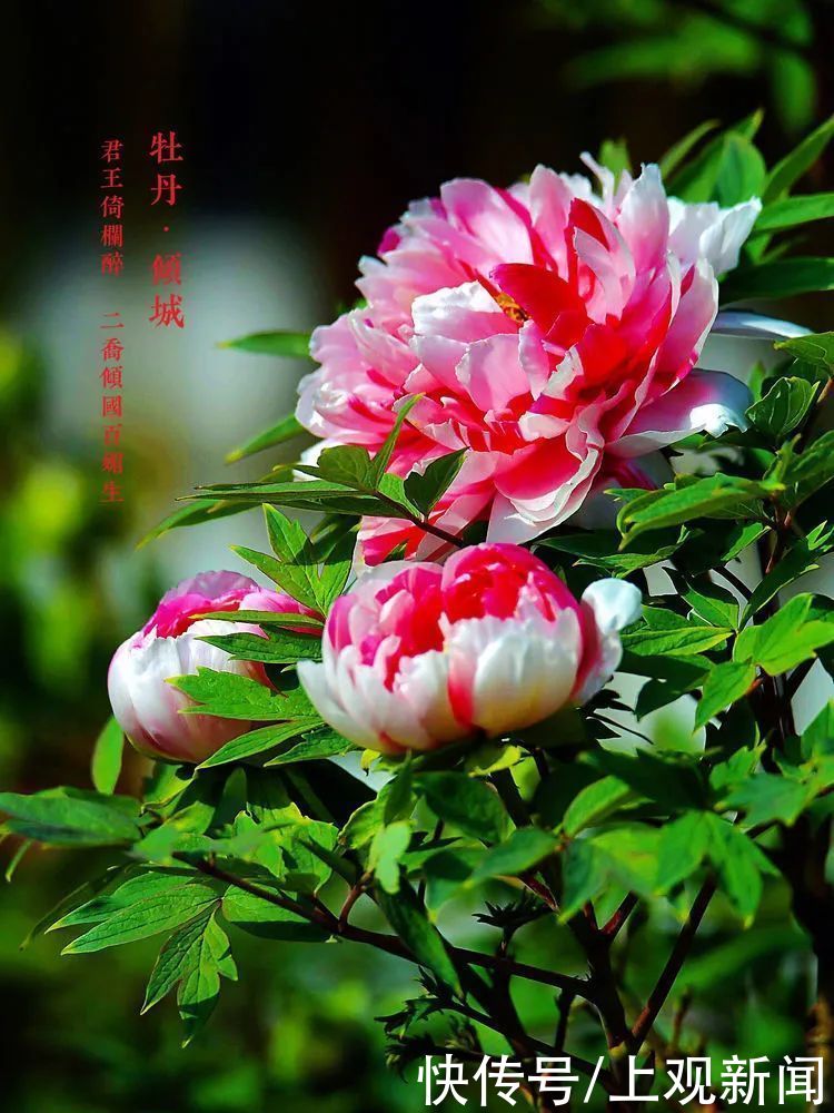 它是真国色 花中王 是 独立人间第一香 全网搜