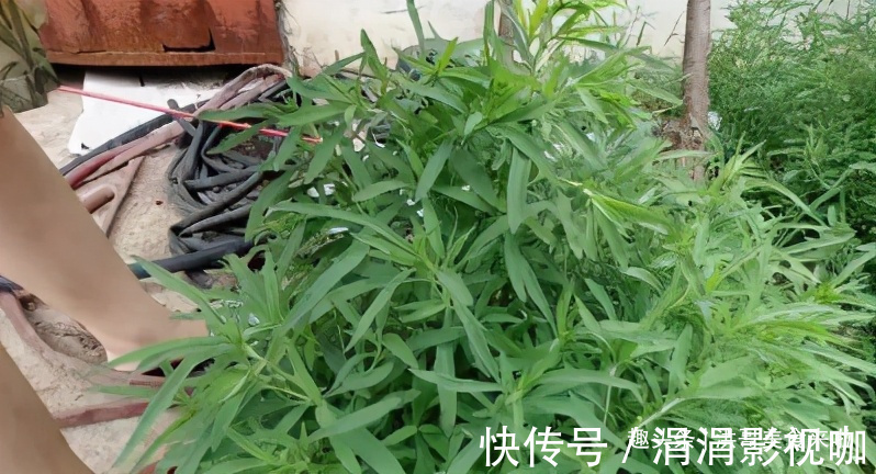 搅拌均匀|越吃眼睛越明亮的一道菜，孩子吃最好，营养解馋，给肉都不换