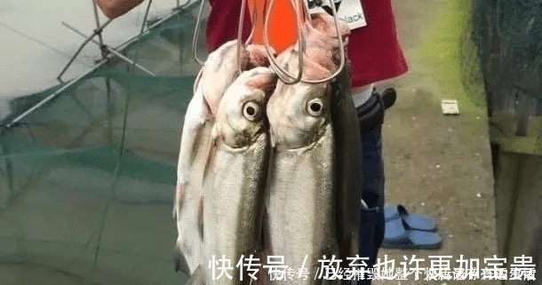 小鱼|长江该禁止钓鱼一男子长江“疯钓”野生白鱼,引网友怒怼