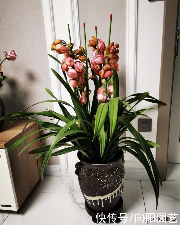 适合北方养的“兰花”,进口洋兰,开花6个月,适合放在客厅