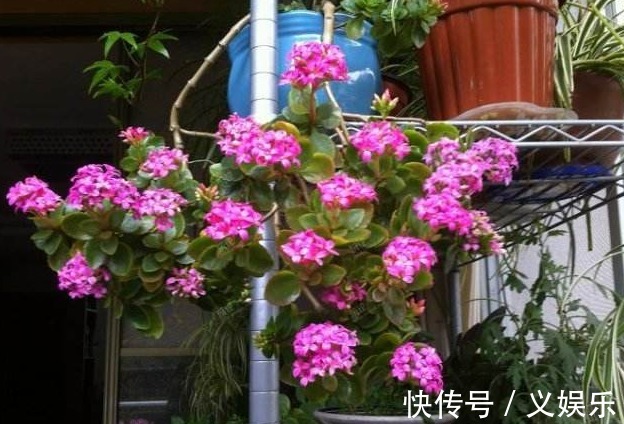 开花|长寿花“沉默”不开花,剪下2根“重要枝”,1盆的花朵顶两盆