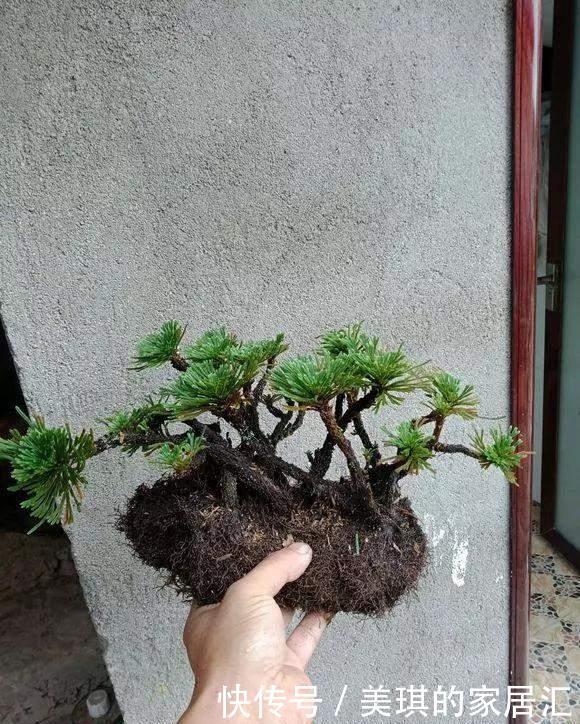 野草|路边野草,种盆里变成值钱盆景,超好养还好看